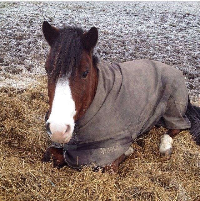 DSP Bæklunds Laredo billede 11