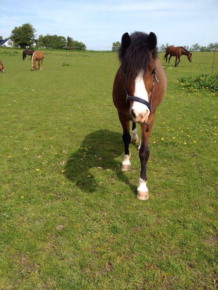 DSP Bæklunds Laredo billede 15
