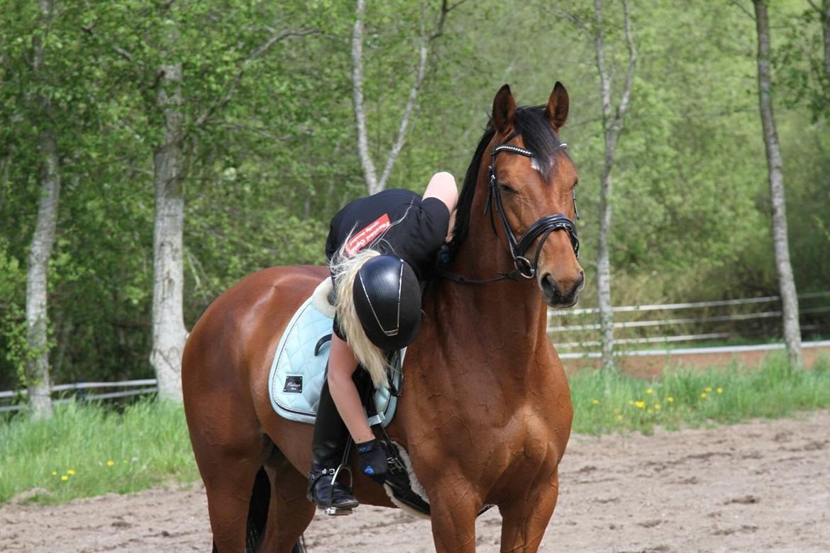 Dansk Varmblod Schiva billede 11