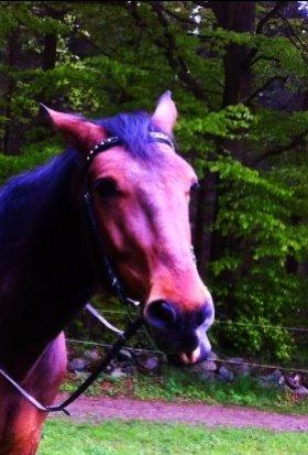 Traver Magic one - Når hesten keder sig billede 14