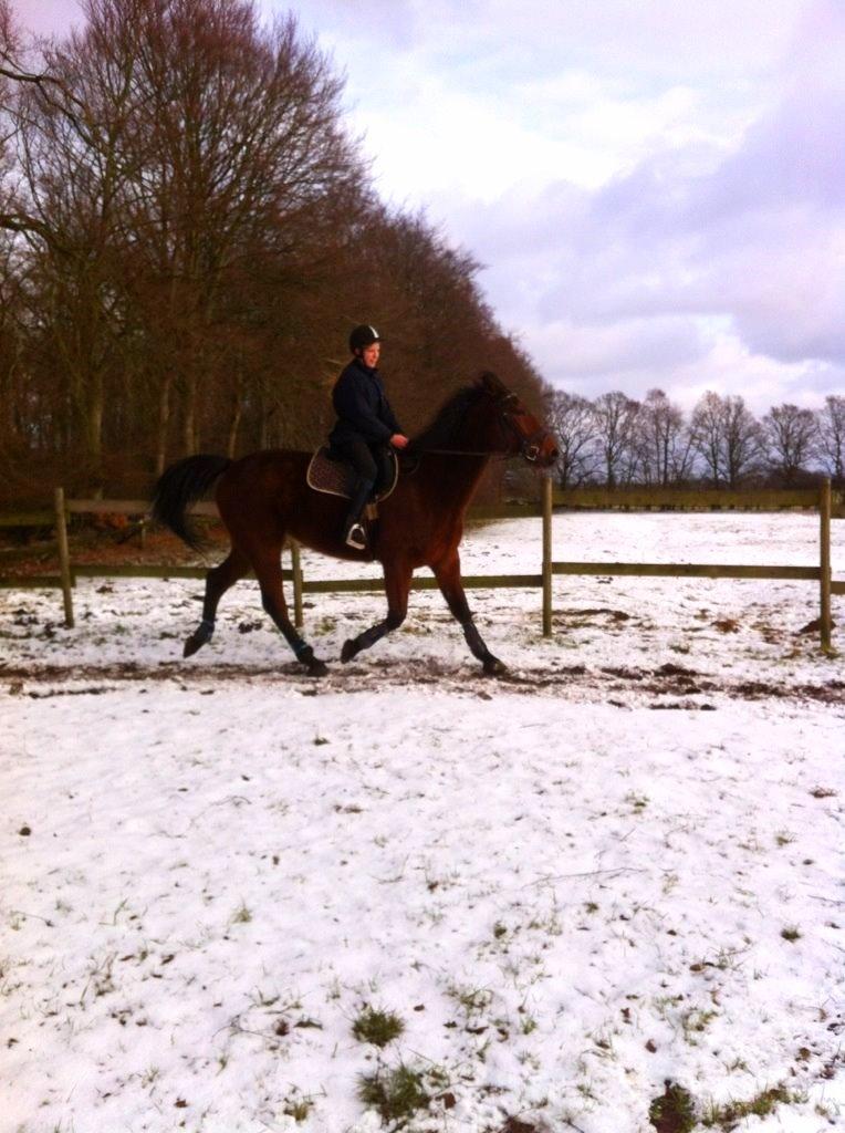 Traver Magic one - Den fine trav, på trods af sneen  billede 1