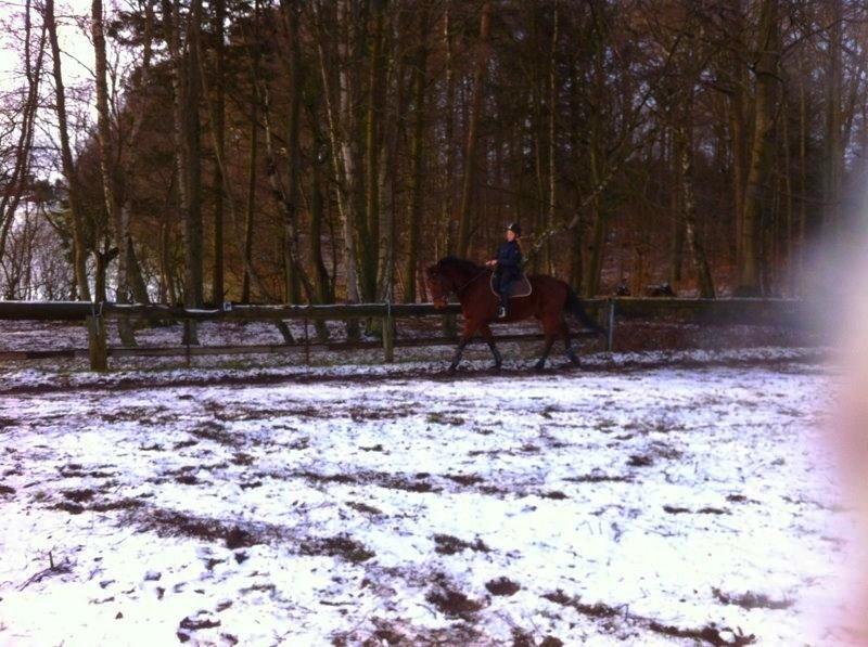 Traver Magic one billede 5