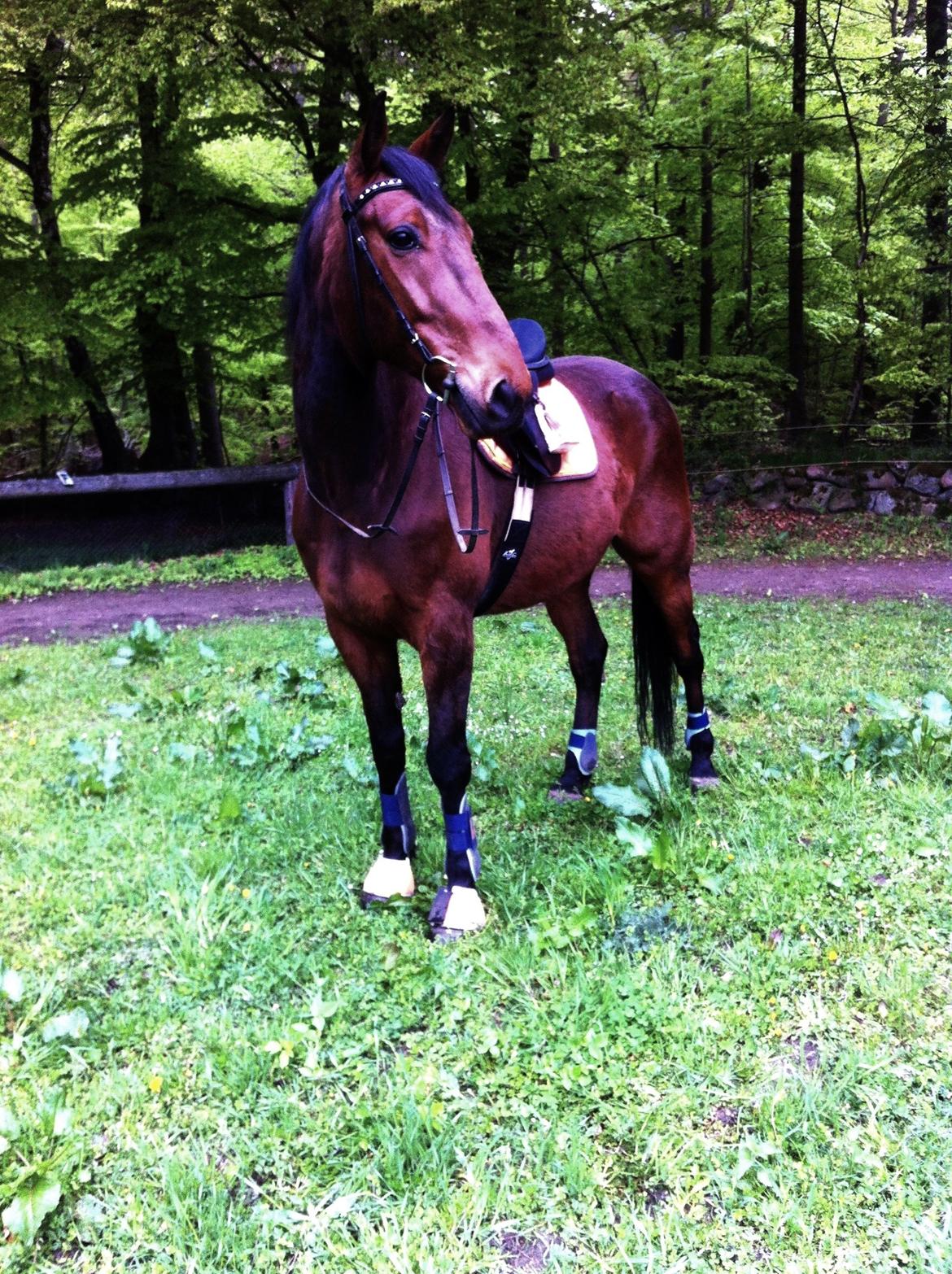 Traver Magic one - Dådyr ude på marken er spændende billede 13