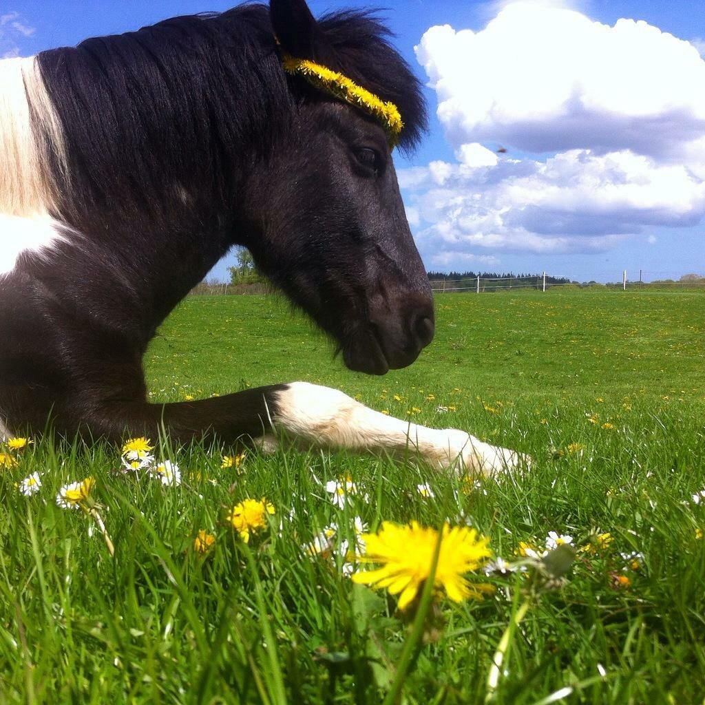 Islænder Galdur frá Farmen  - Den sødeste pony nogen sinde! billede 3