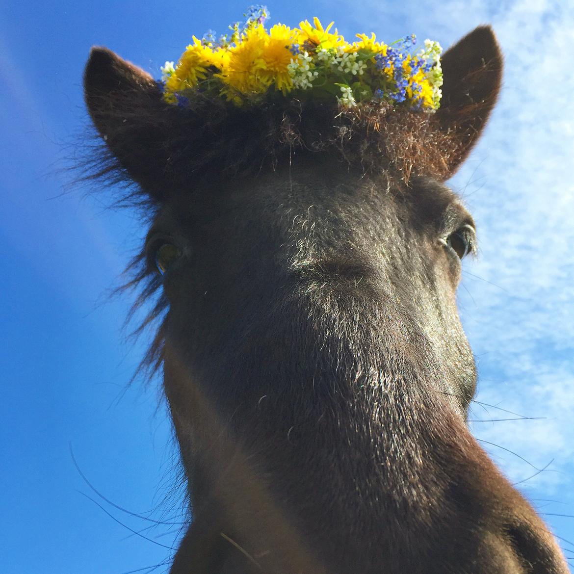 Islænder Galdur frá Farmen  billede 6