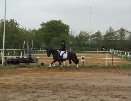 Anden særlig race Roshøjs Falcon billede 1