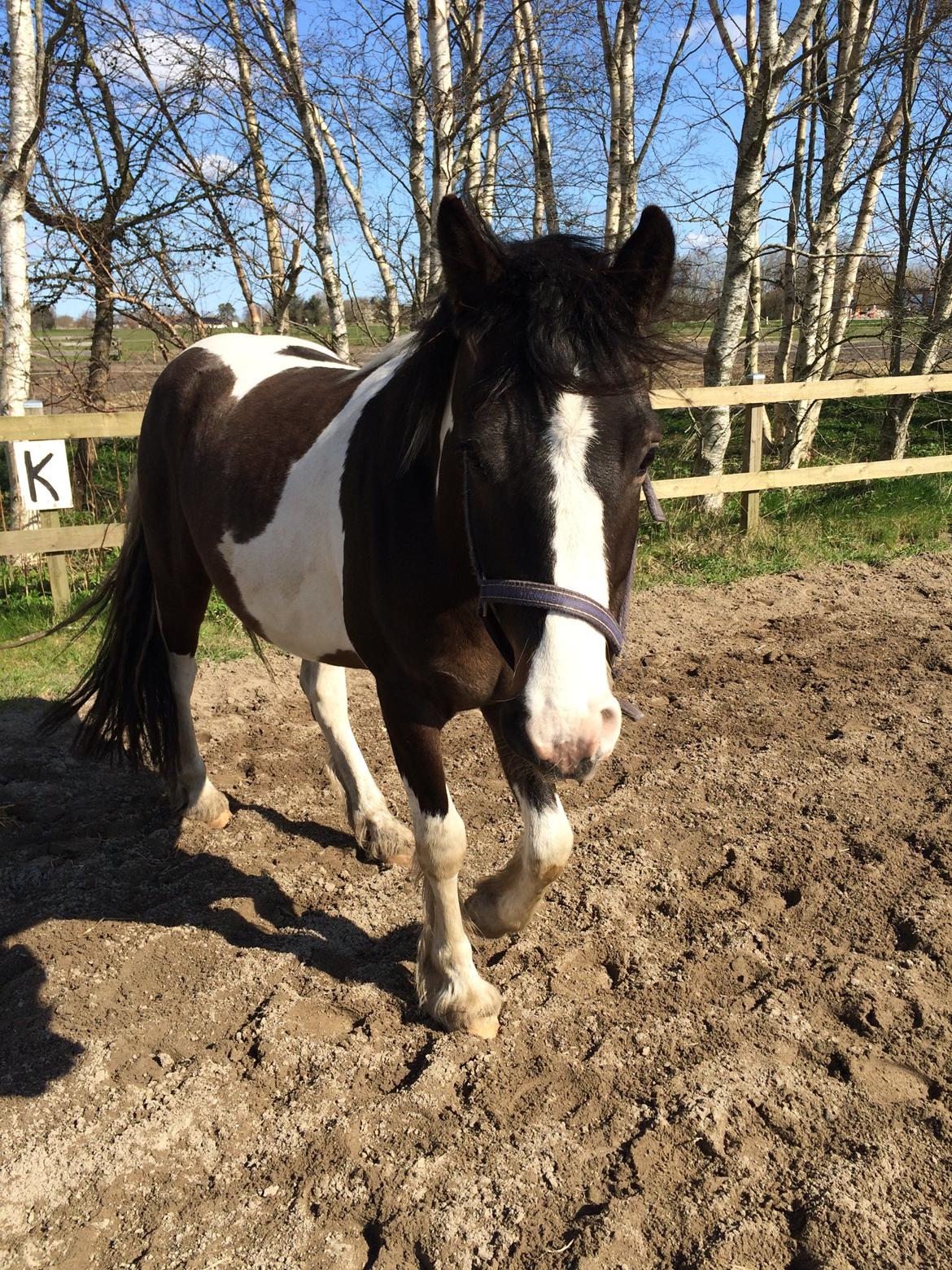 Anden særlig race Jokke billede 8