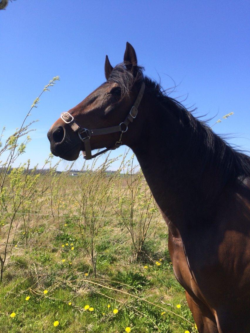 Traver Super Susser billede 19