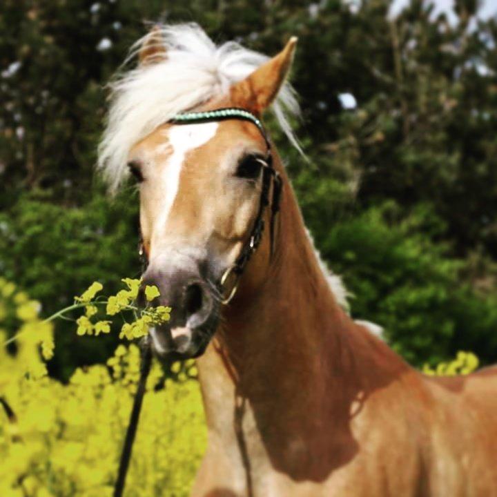 Haflinger Stachus billede 18