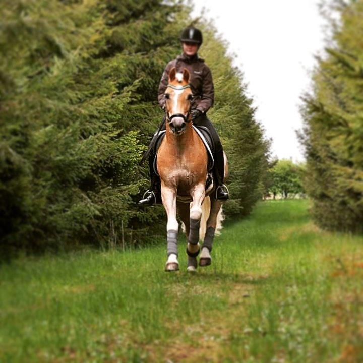 Haflinger Stachus billede 19