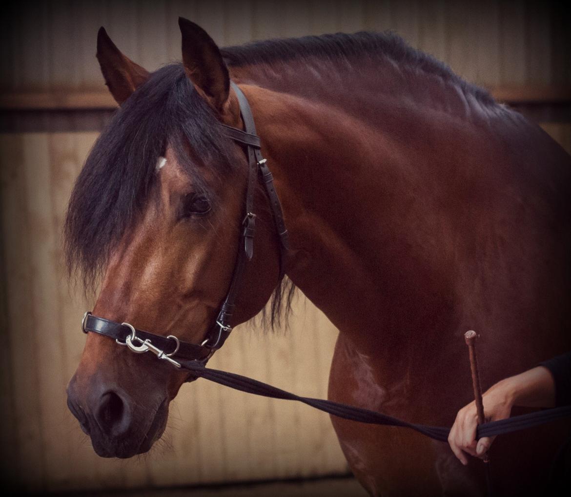 Pura Raza Española Teofilo Z billede 1