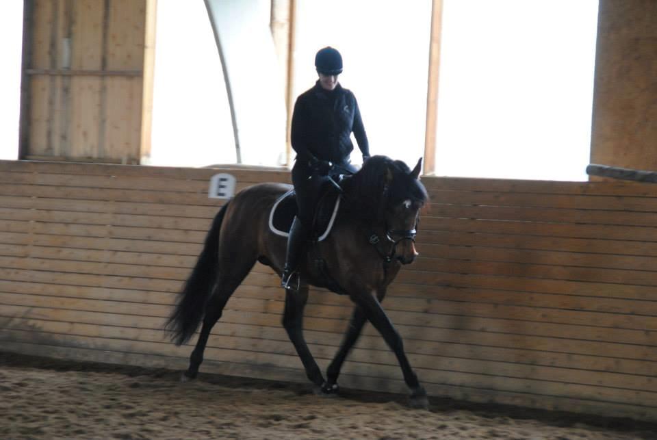 Pura Raza Española Teofilo Z billede 4