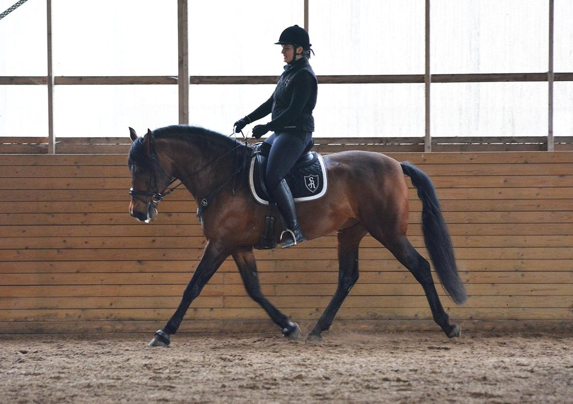 Pura Raza Española Teofilo Z billede 5