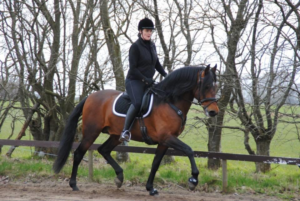 Pura Raza Española Teofilo Z billede 6