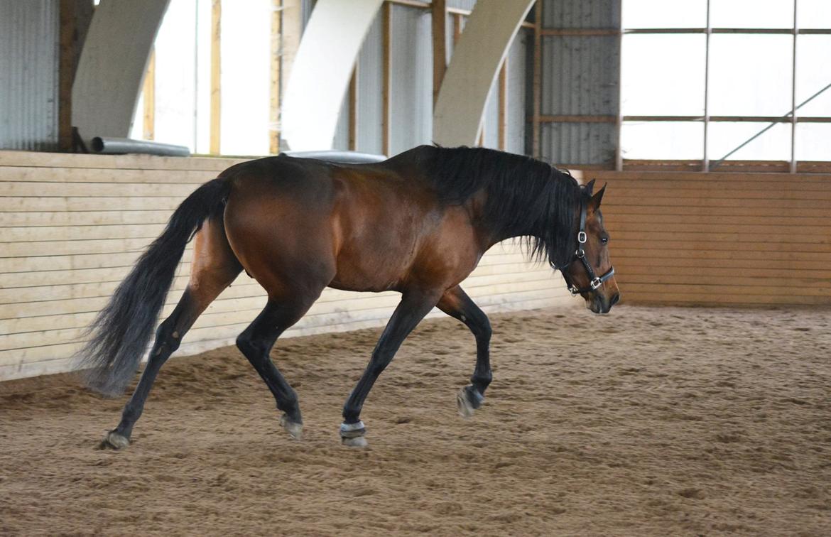 Pura Raza Española Teofilo Z billede 7