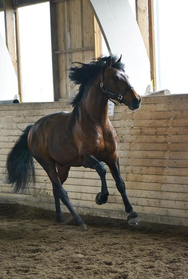 Pura Raza Española Teofilo Z billede 8