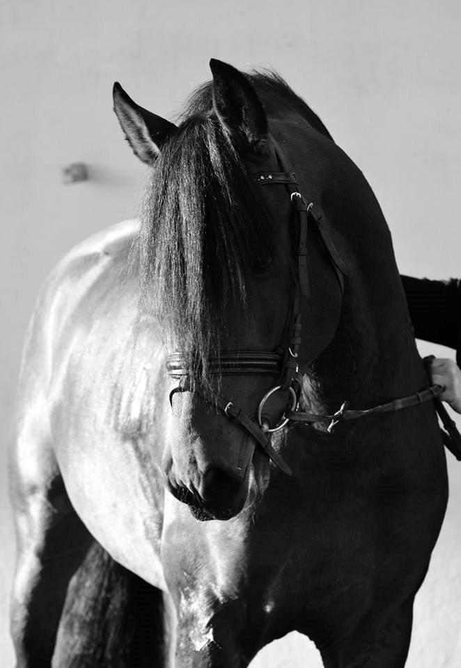 Pura Raza Española Teofilo Z billede 3