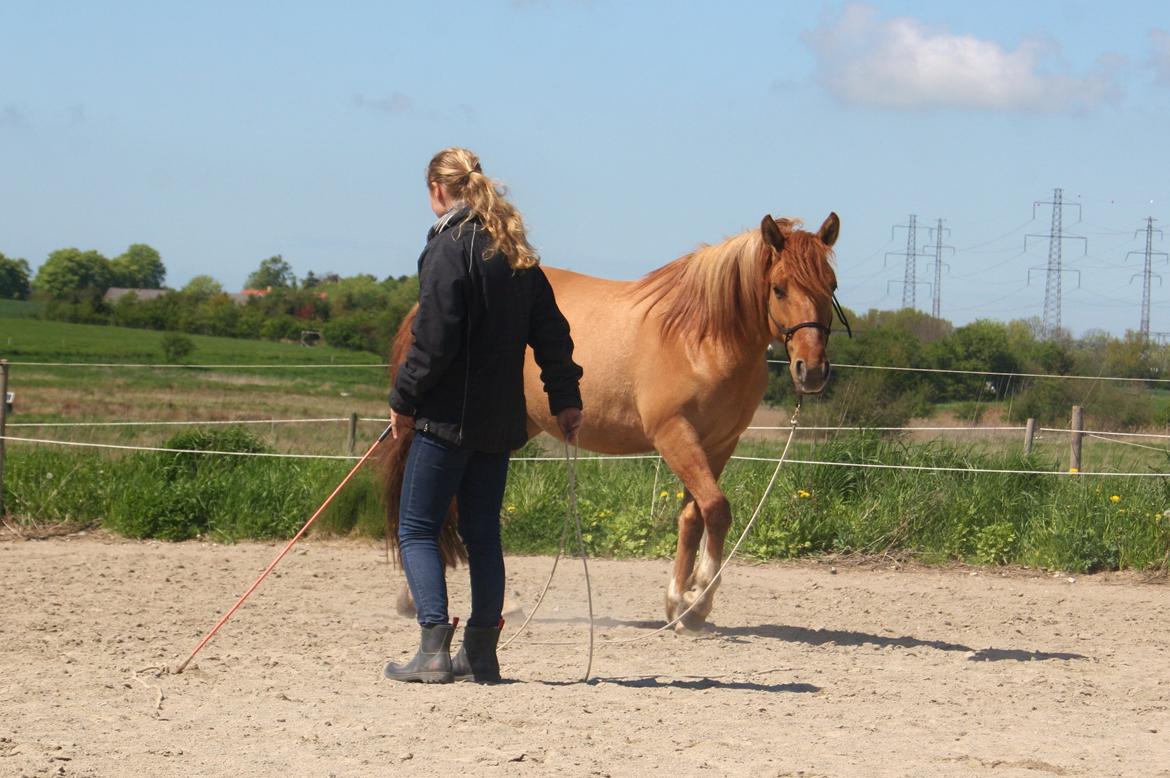 Anden særlig race Ibi billede 2