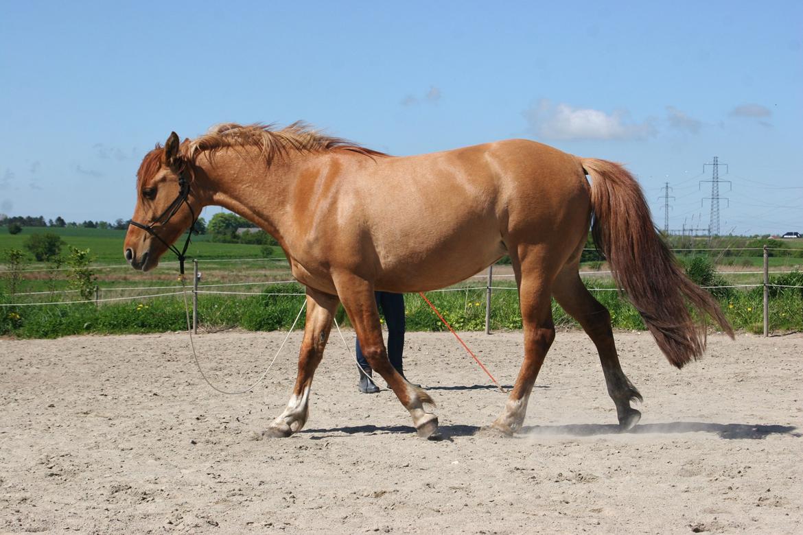 Anden særlig race Ibi billede 3