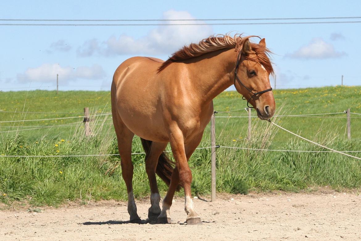 Anden særlig race Ibi billede 5