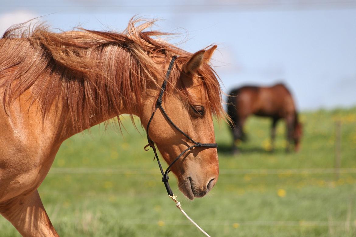 Anden særlig race Ibi billede 1