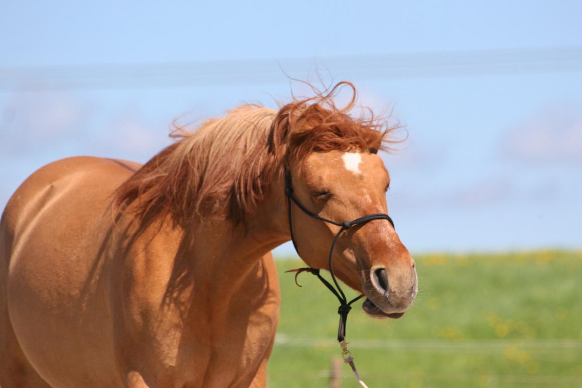 Anden særlig race Ibi billede 6