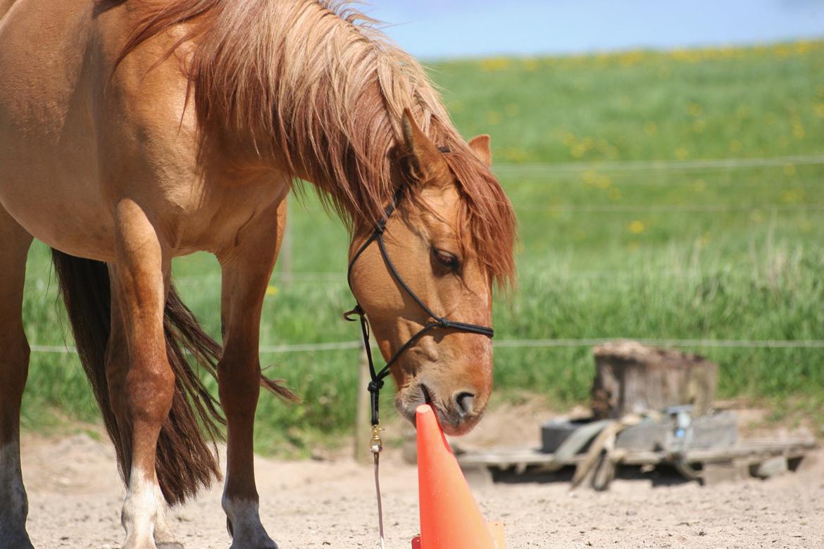 Anden særlig race Ibi billede 7