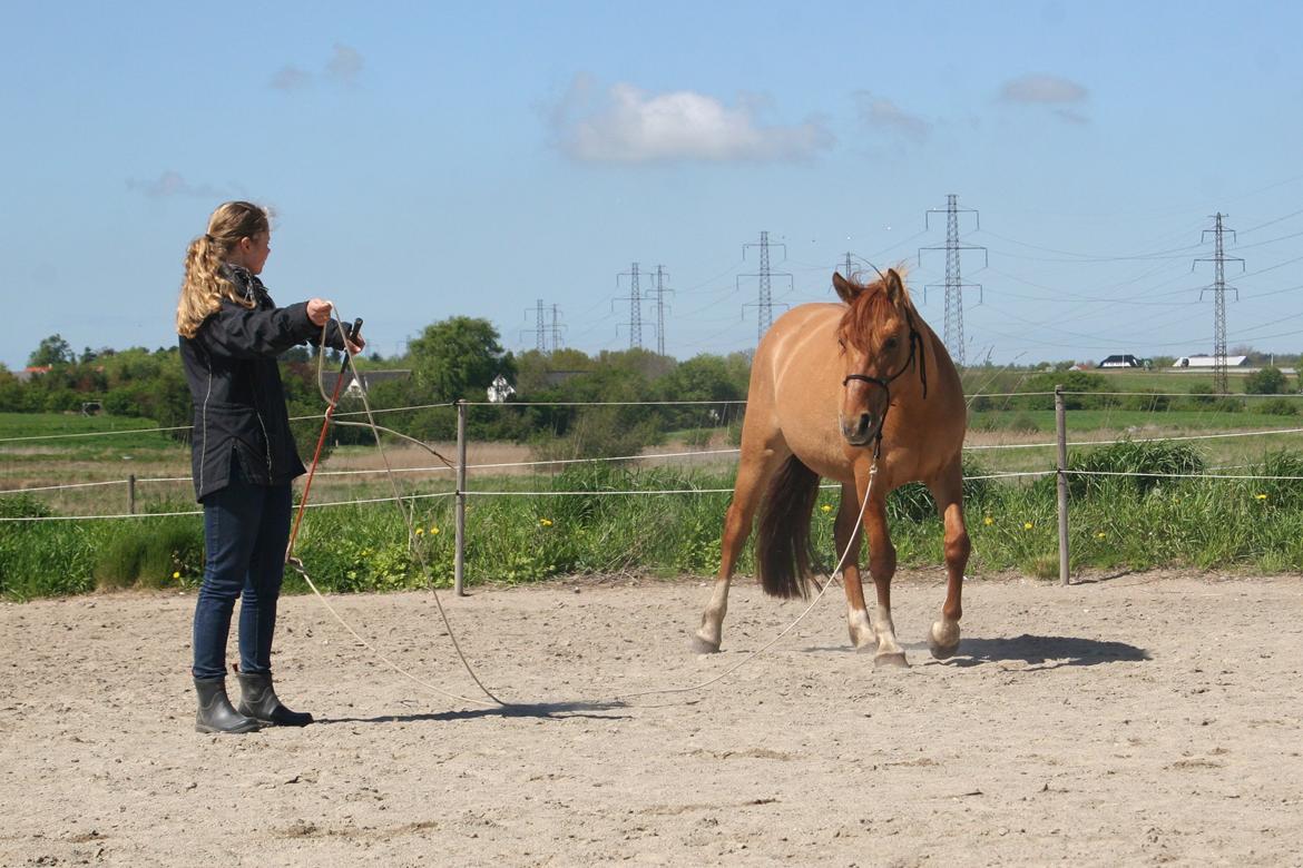 Anden særlig race Ibi billede 4