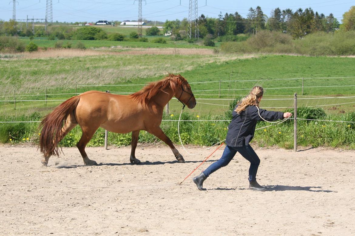 Anden særlig race Ibi billede 9