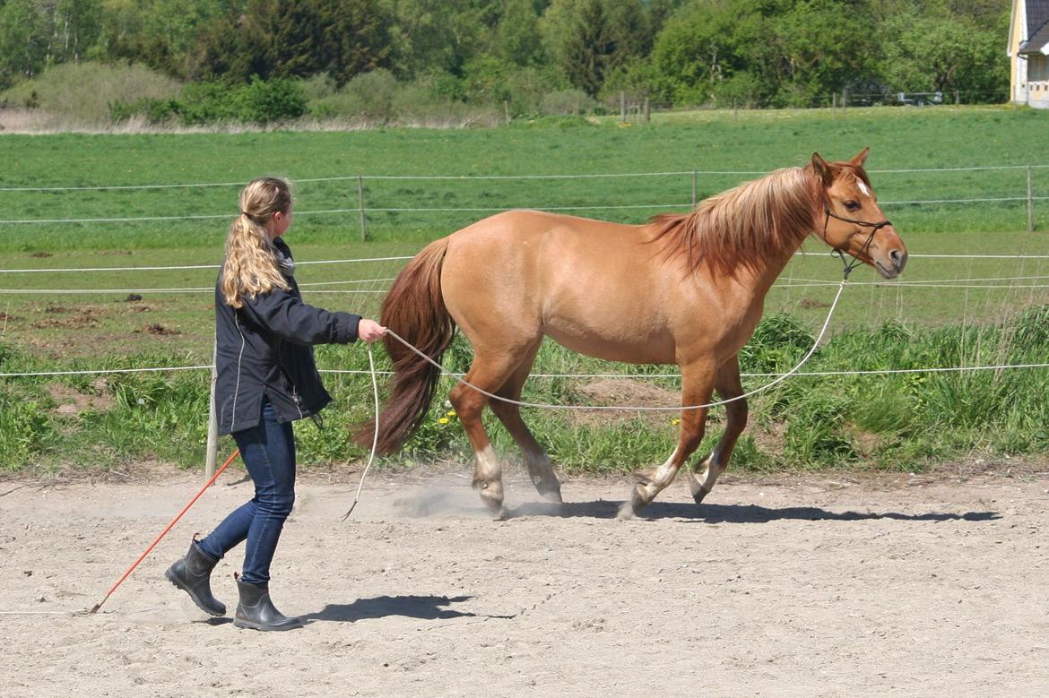 Anden særlig race Ibi billede 10
