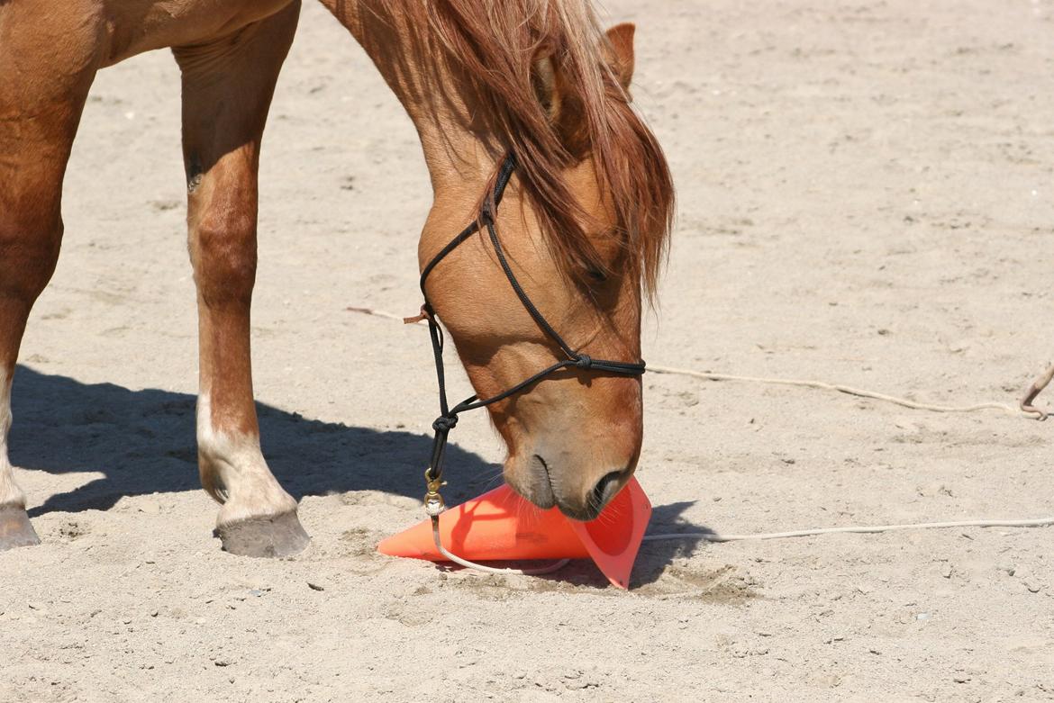 Anden særlig race Ibi billede 11
