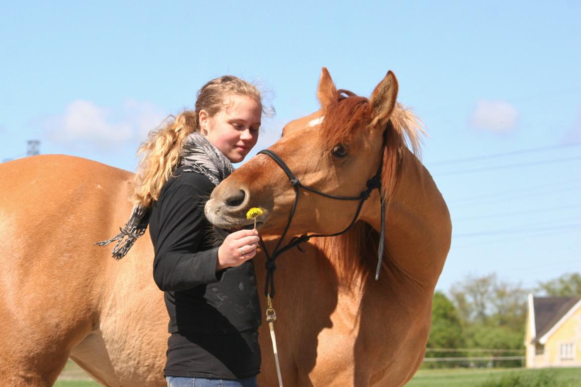 Anden særlig race Ibi billede 13