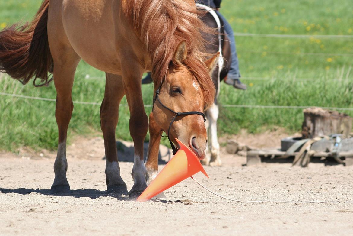 Anden særlig race Ibi billede 8
