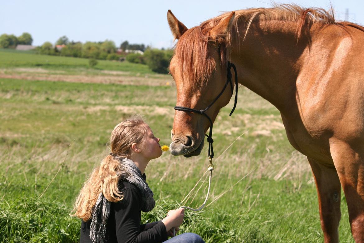 Anden særlig race Ibi billede 17