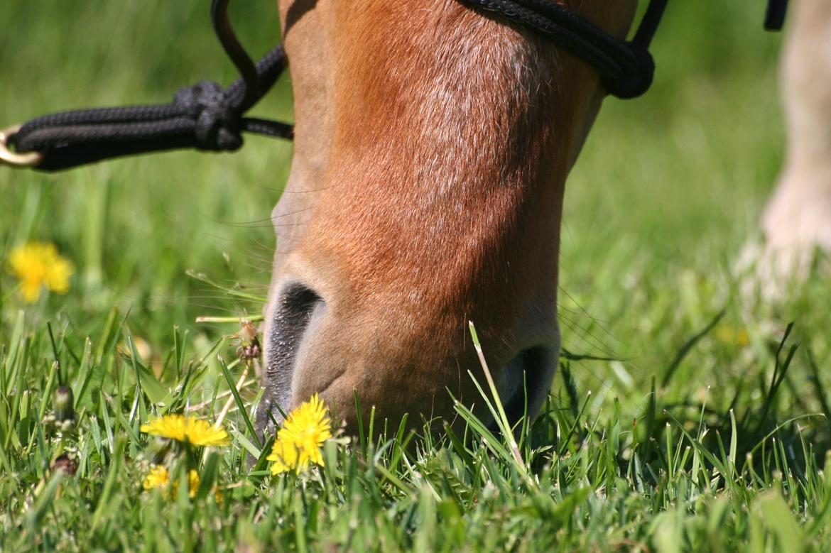 Anden særlig race Ibi billede 18