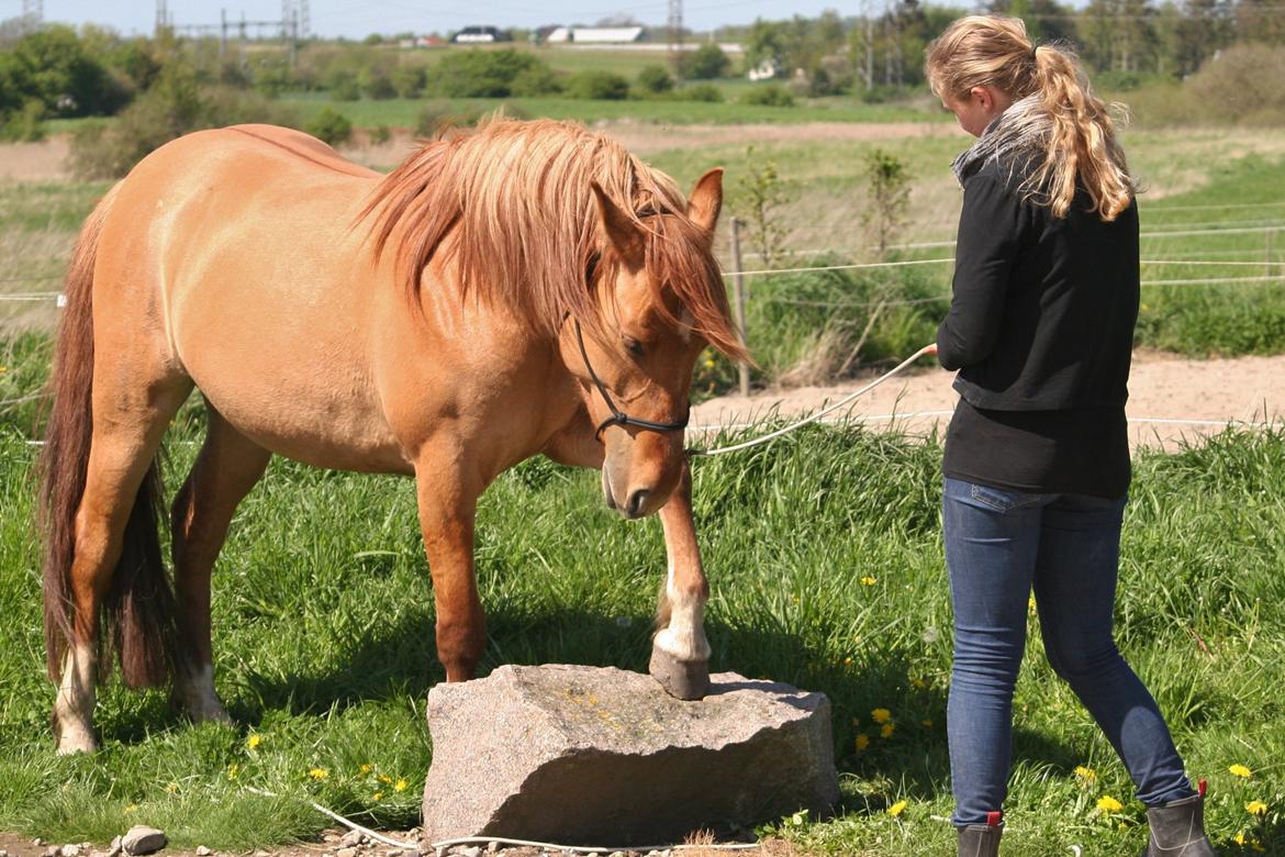 Anden særlig race Ibi billede 19