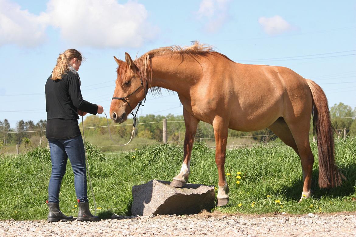 Anden særlig race Ibi billede 20