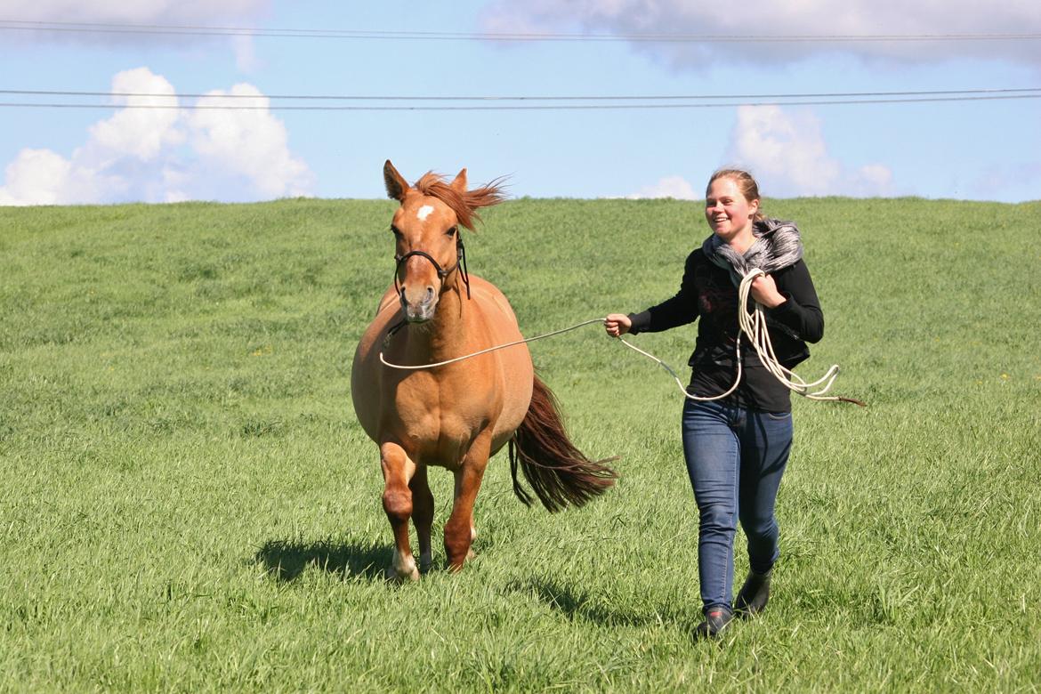 Anden særlig race Ibi billede 21