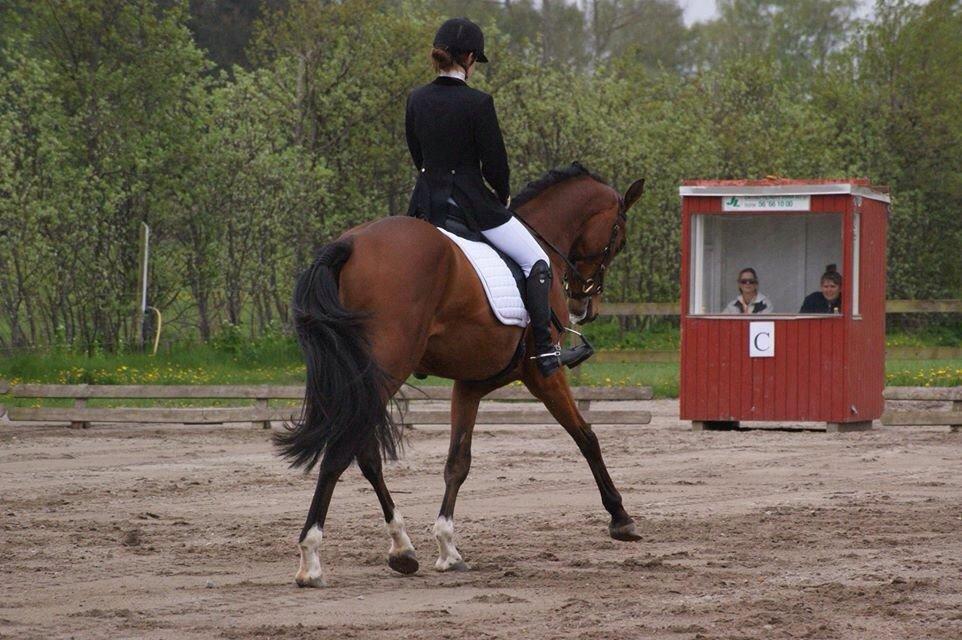 Dansk Varmblod A.B. Chico billede 8