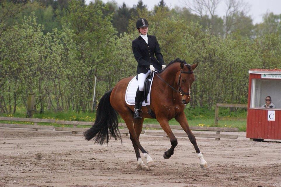 Dansk Varmblod A.B. Chico billede 2