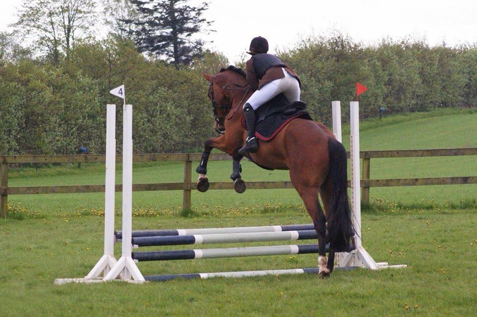 Dansk Varmblod A.B. Chico billede 9