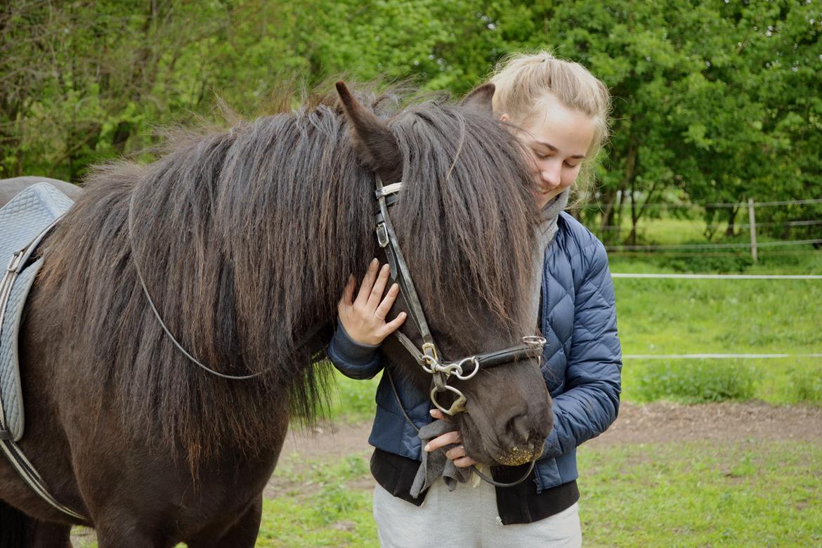 Islænder Aska fra Kringlan  - Aska med bid for 2. gang - Maj 2015 billede 28