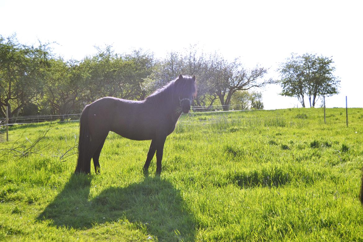 Islænder Aska fra Kringlan  - ♡ - Maj 2015 billede 27