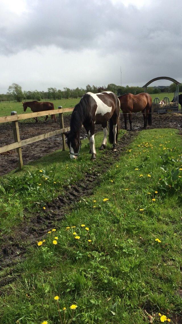 Anden særlig race Jokke billede 2