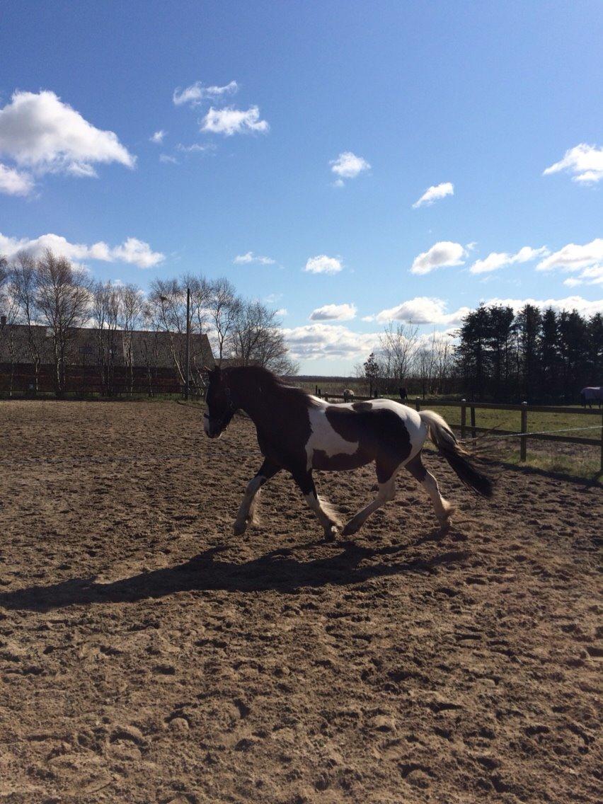 Anden særlig race Jokke billede 3