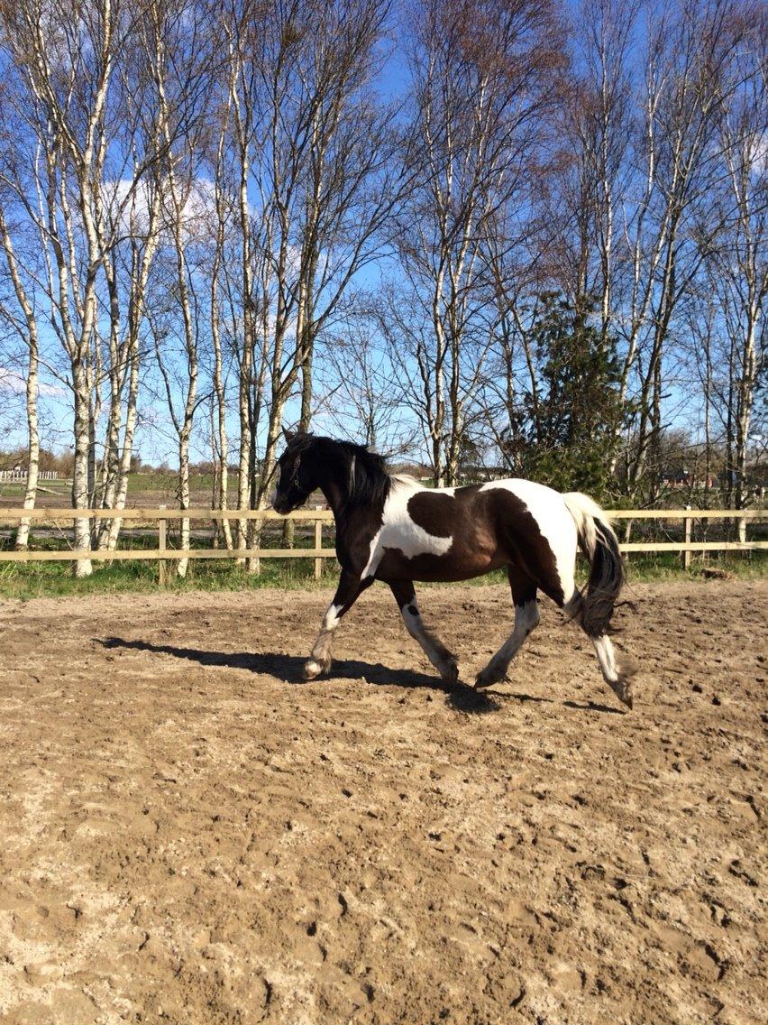 Anden særlig race Jokke billede 4