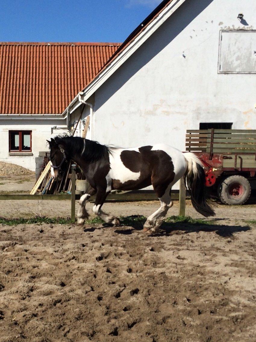 Anden særlig race Jokke billede 6