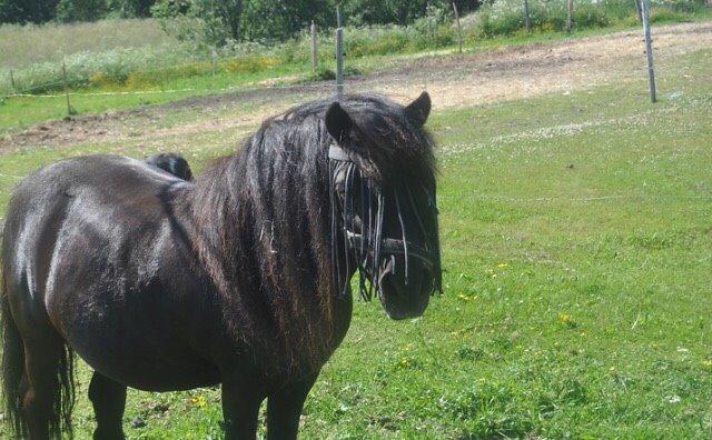 Shetlænder Hamilton <3 billede 2