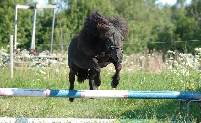 Shetlænder Hamilton <3 billede 3