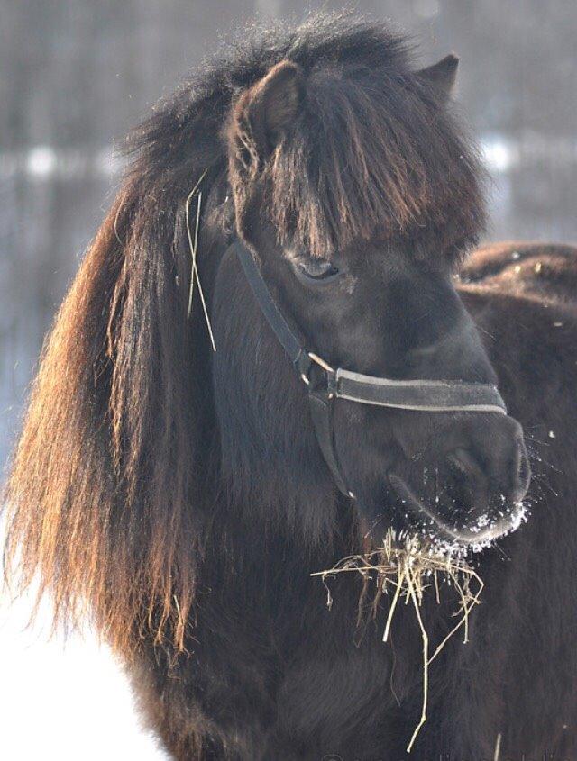 Shetlænder Hamilton <3 billede 4